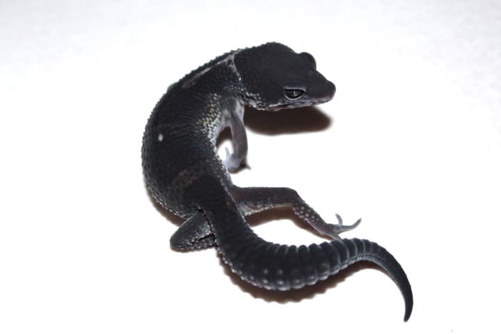 BLACK NIGHT