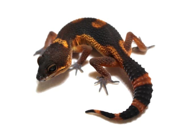 MELANISTIC INFERNO / MANDARIN